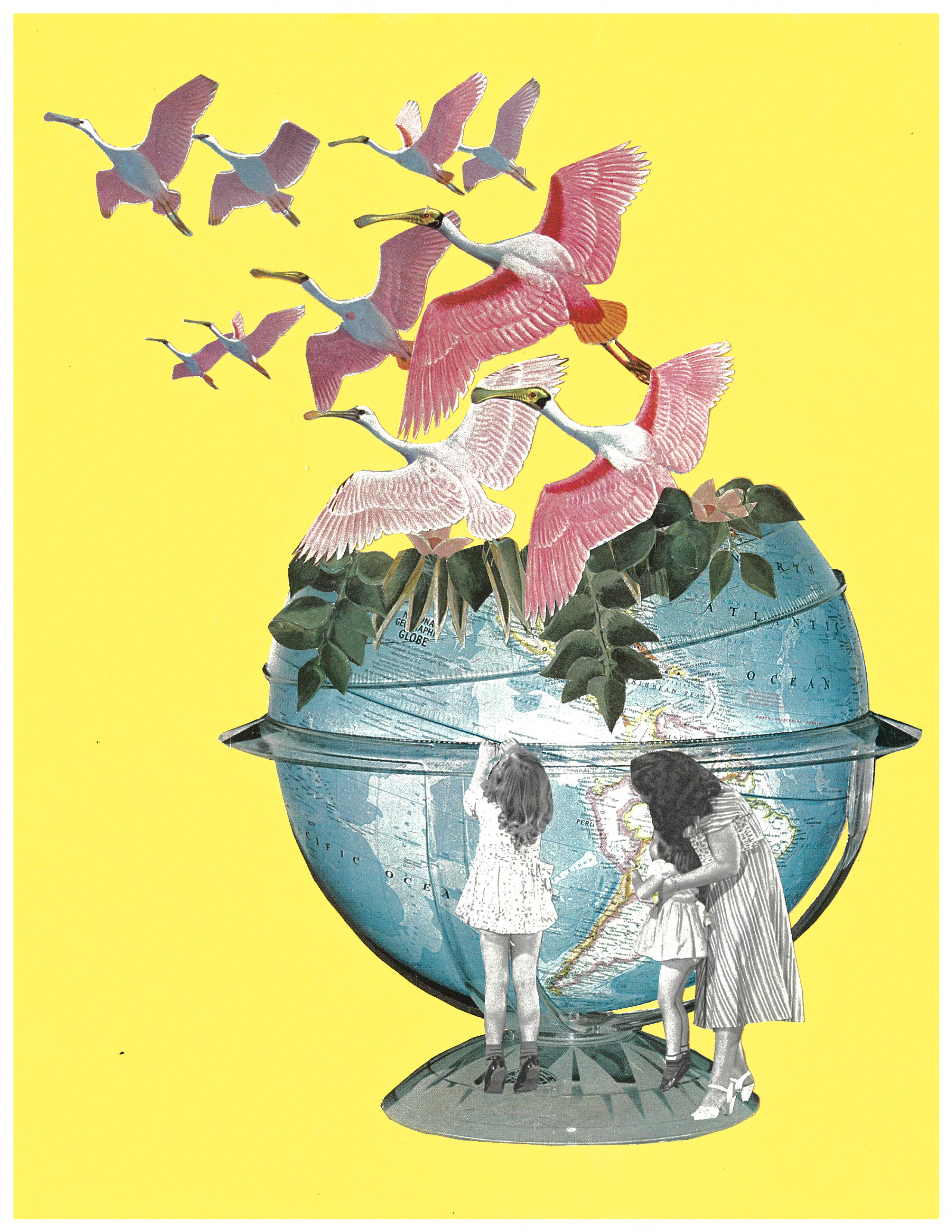 Flamingos